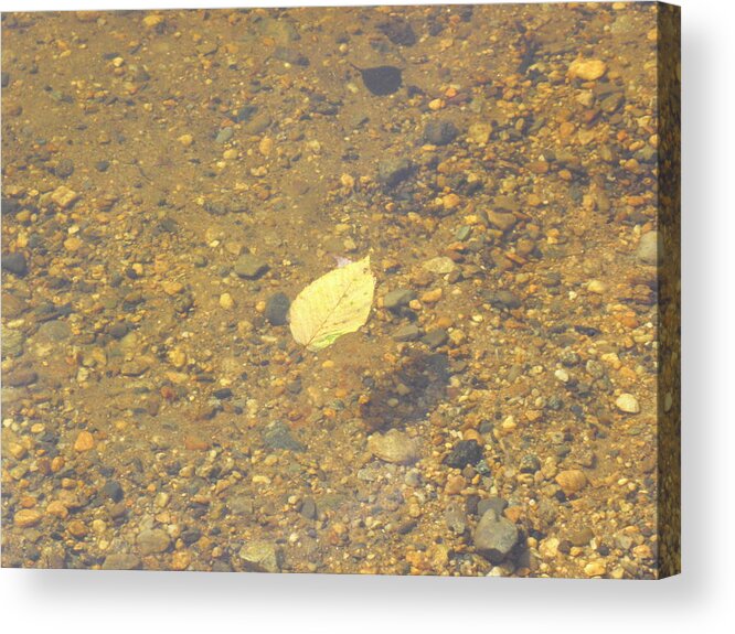 Leaf Acrylic Print featuring the photograph A Lonely Floater by Kim Galluzzo Wozniak