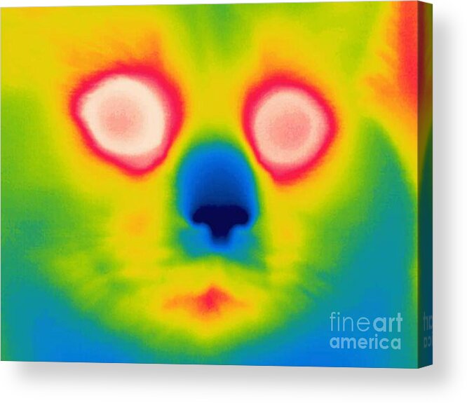 Thermogram Acrylic Print featuring the photograph A Thermogram Of A Long Haired Cat by Ted Kinsman