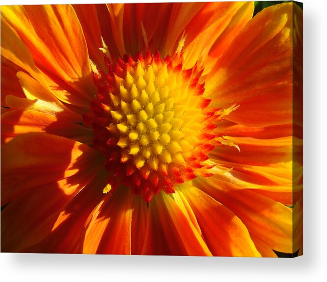 Close-up Acrylic Print featuring the photograph A Touch of Sun in an Orcas Garden by Ronda Broatch