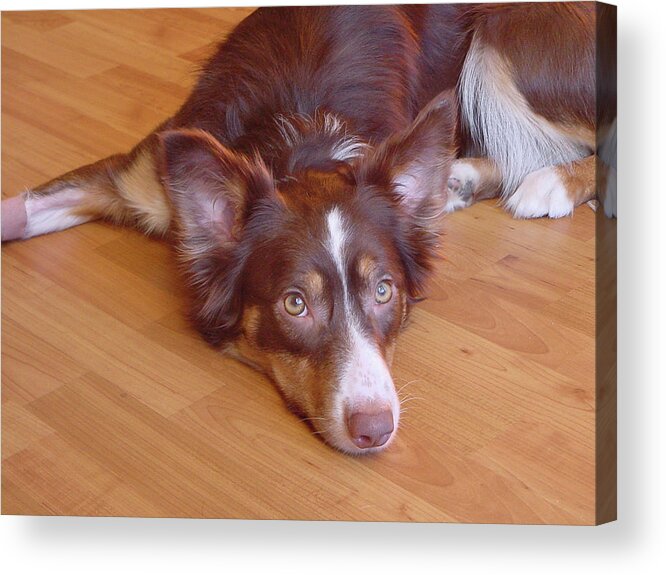 Border Collie Acrylic Print featuring the photograph Abbey Feeling Down by Charles and Melisa Morrison