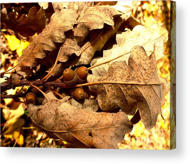 Acorn Acrylic Print featuring the photograph Acorn by Amalia Suruceanu