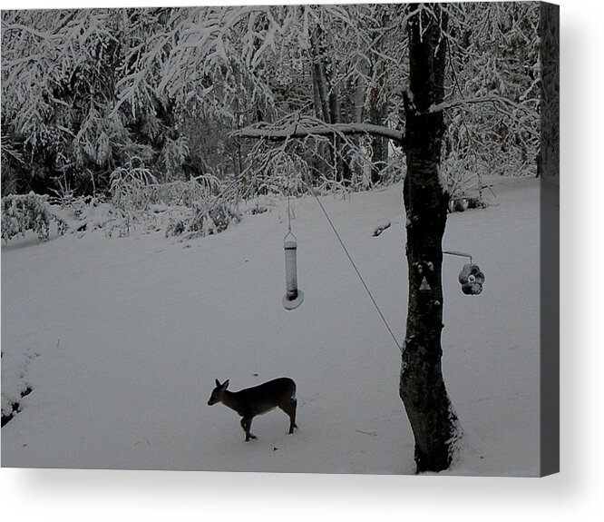 Deer Acrylic Print featuring the photograph All Alone In Search by Kim Galluzzo