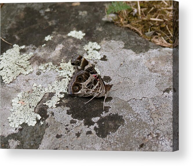 Butterfly Acrylic Print featuring the photograph American Beauty Butterfly on Rock by Azthet Photography
