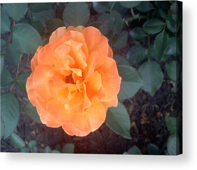 Orange Acrylic Print featuring the photograph An Orange Rose by Chad and Stacey Hall