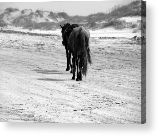 Wild Acrylic Print featuring the photograph And Off We Go by Kim Galluzzo