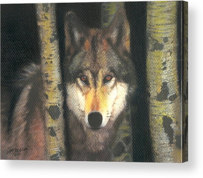 Wolf Acrylic Print featuring the pastel Apprehensive by John Brisson
