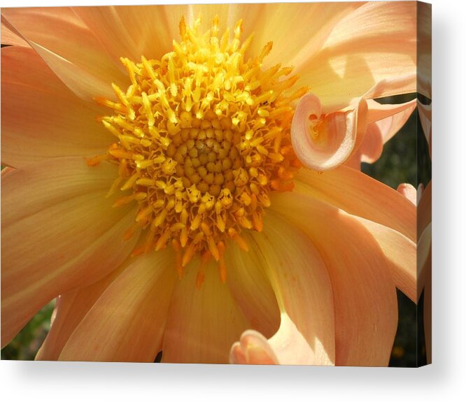 Apricot Acrylic Print featuring the photograph Apricot Ambition by D J Larsen