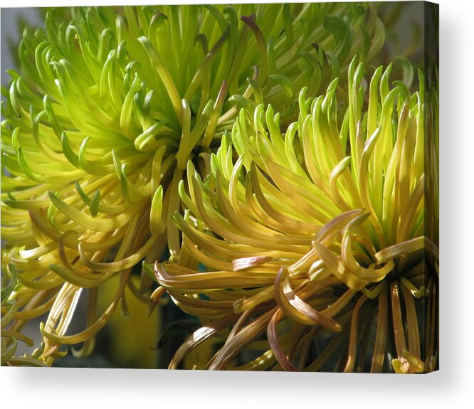 Fall Color Acrylic Print featuring the photograph Autumn Chrysanthemum by Alfred Ng
