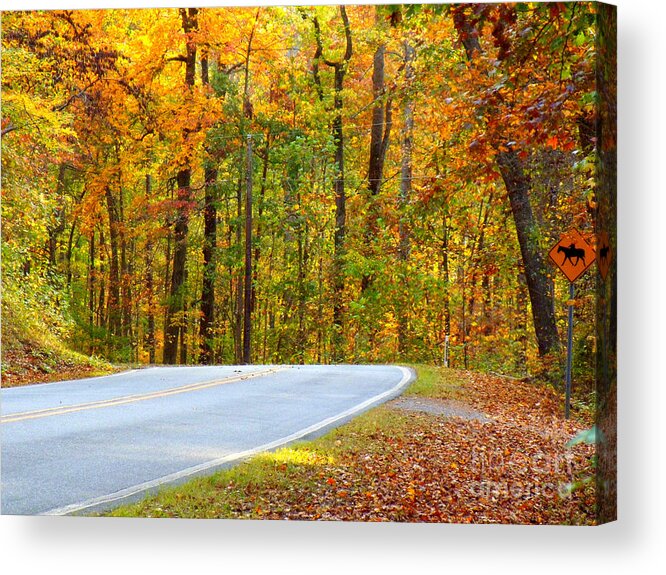Autumn Acrylic Print featuring the photograph Autumn Drive by Lydia Holly