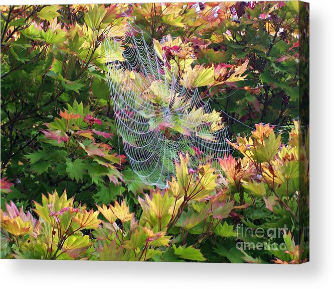 Spider Web Acrylic Print featuring the photograph Autumn Web by Helen Campbell