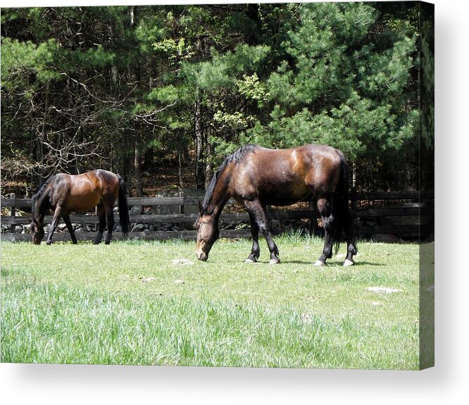 Horse Photography Acrylic Print featuring the photograph Beautiful Geldings Grazing by Kim Galluzzo Wozniak