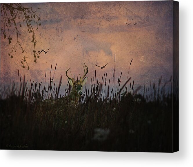 Deer Acrylic Print featuring the photograph Bedding Down For Evening by Lianne Schneider