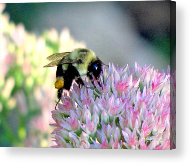 Bumble Bee Acrylic Print featuring the photograph Bees Knees by Marilyn Smith