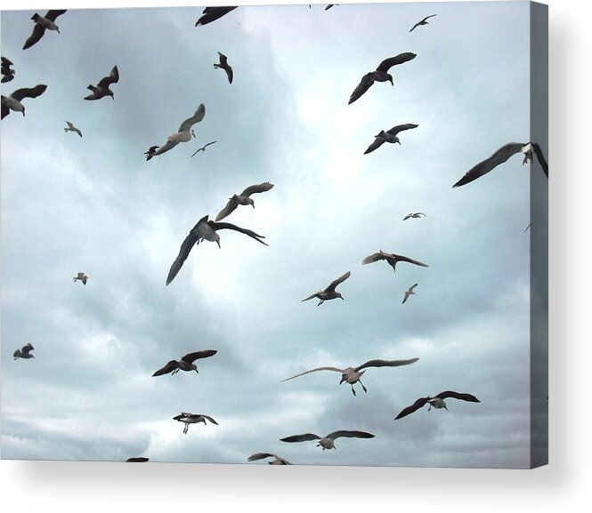 California Acrylic Print featuring the photograph Birds in Bodega Bay by Kelly Manning