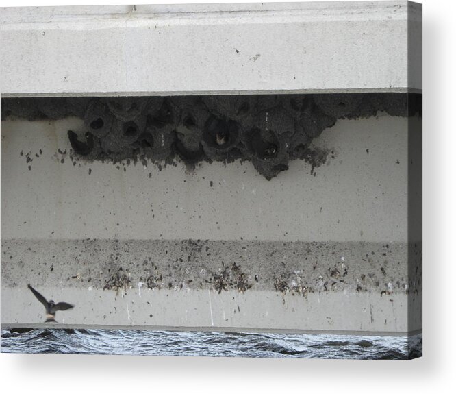 Birds Acrylic Print featuring the photograph Birds nest under the bridge. by Sima Amid Wewetzer