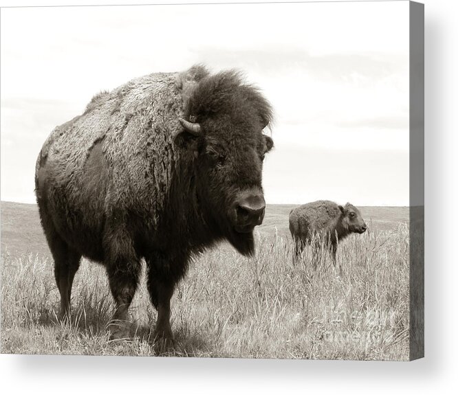 America Acrylic Print featuring the photograph Bison and Calf by Olivier Le Queinec