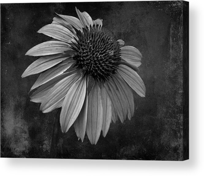 Bittersweet Acrylic Print featuring the photograph Bittersweet Memories - BW by David Dehner