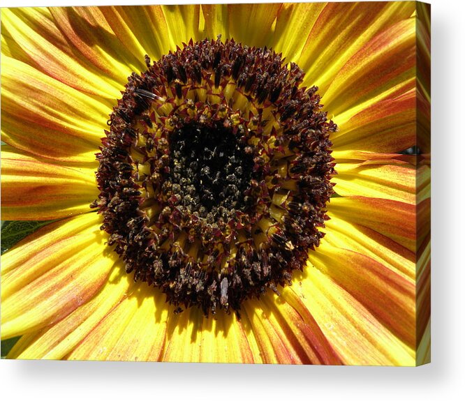 Sunflower Acrylic Print featuring the photograph Blazing SUN by Kim Galluzzo