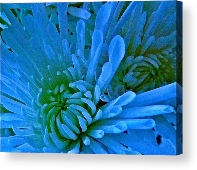 Flower Acrylic Print featuring the photograph Blue Velvet by Randy Rosenberger