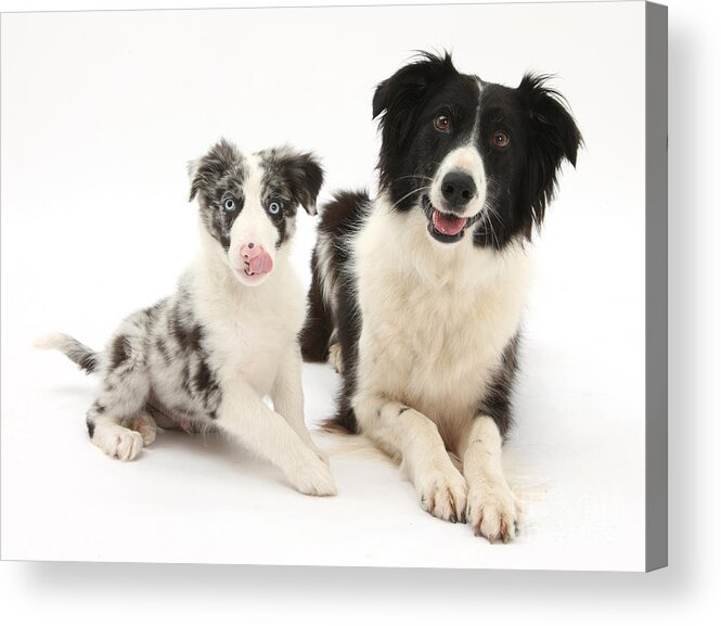 Animal Acrylic Print featuring the photograph Border Collies by Mark Taylor