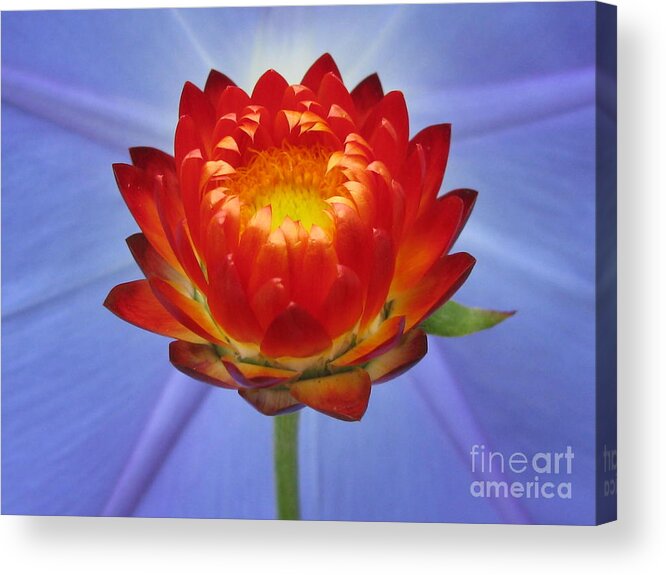 Flower Acrylic Print featuring the photograph Boundless Photography by Holy Hands