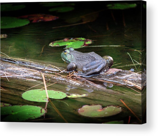 Bull Frog Acrylic Print featuring the mixed media Bull frog by Bruce Ritchie