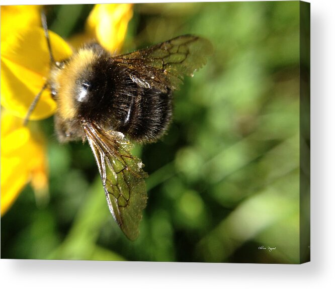 Bumblebee Acrylic Print featuring the photograph Bumble Bee by Chriss Pagani