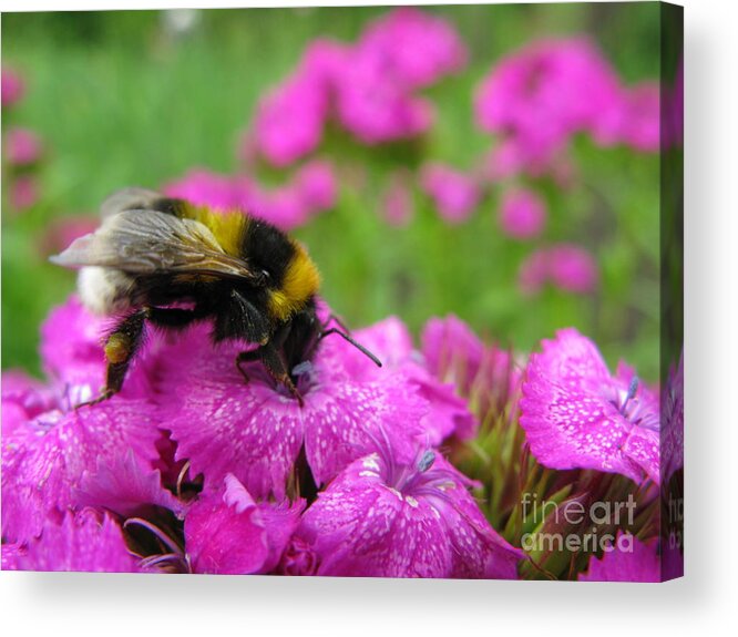 Bumble Bee Acrylic Print featuring the photograph Bumble Bee Searching the Pink Flower by Ausra Huntington nee Paulauskaite