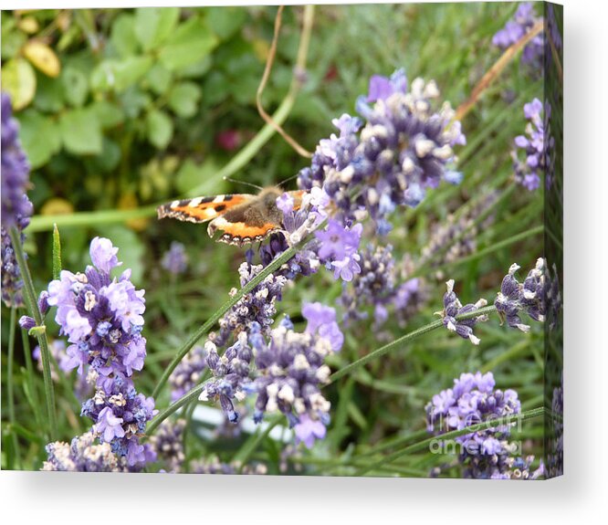 Blue Flower Acrylic Print featuring the photograph Butterfly on Lavendula by Eva-Maria Di Bella