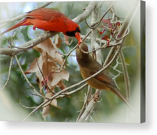 Cardinals Acrylic Print featuring the photograph Cardinal Kisses by DigiArt Diaries by Vicky B Fuller