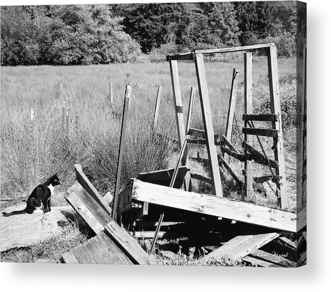 Film Acrylic Print featuring the photograph Cat Examines Destroyed Building by Chriss Pagani