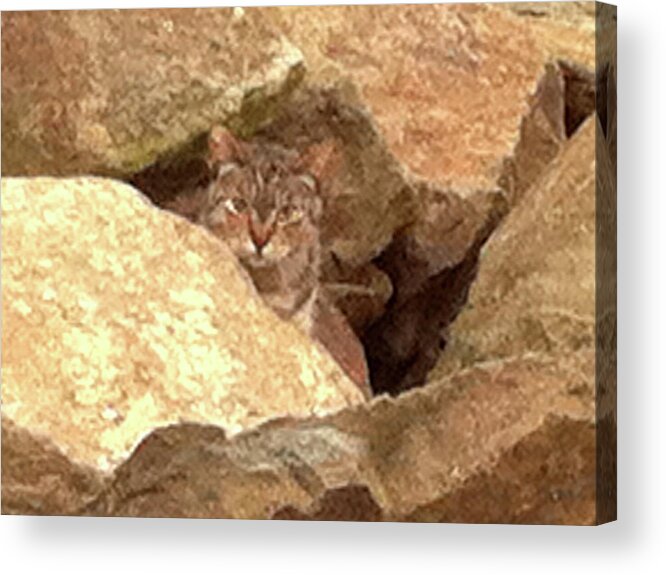 Cat Acrylic Print featuring the photograph Cat On The Rocks by Alison Stein