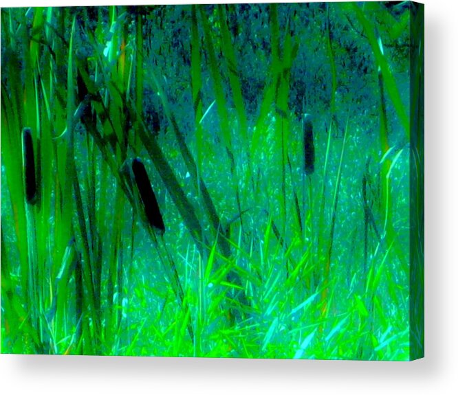 Cattail Acrylic Print featuring the photograph Cattails by Susan Carella