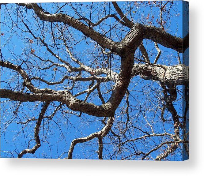 Old Acrylic Print featuring the photograph Centenarian Oak by David Pickett