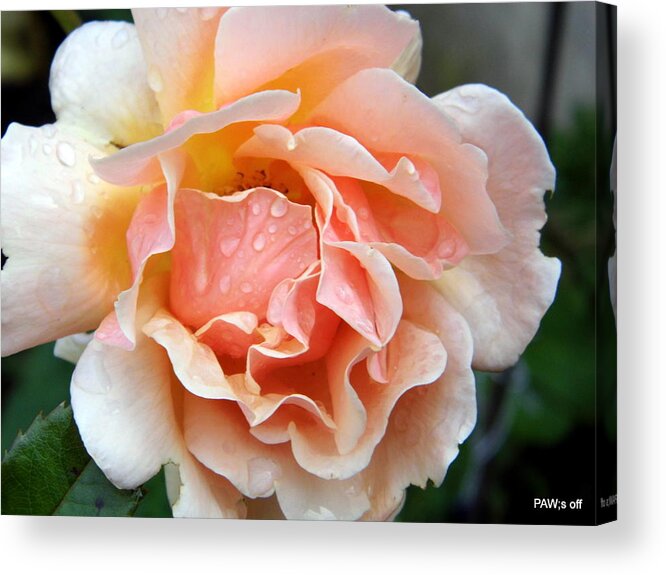 Rose. Roses. Petal Acrylic Print featuring the photograph 'cheshire' Rose by Peter Waby