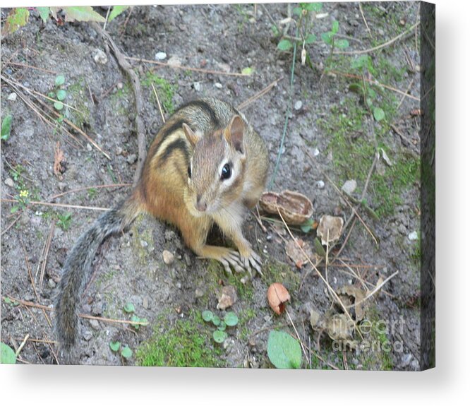 Chipmunk Acrylic Print featuring the photograph Chipmunk Feast by Laurel Best