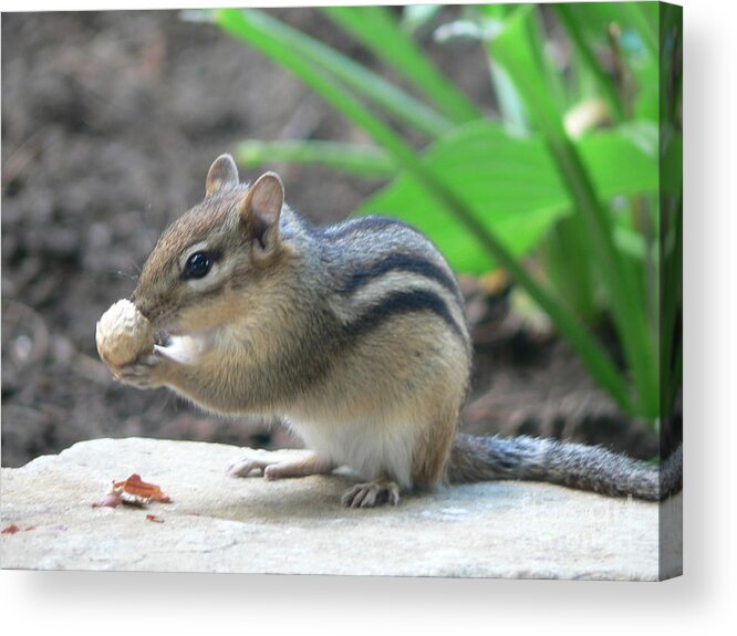 Chipmunk Acrylic Print featuring the photograph Chipmunk by Laurel Best