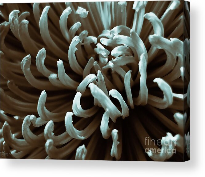 Chrysanthemum Acrylic Print featuring the photograph Chrysanthemum by Jeff Breiman