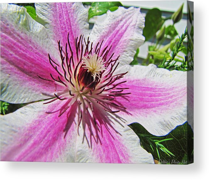 Nature Acrylic Print featuring the photograph Clematis II by Debbie Portwood