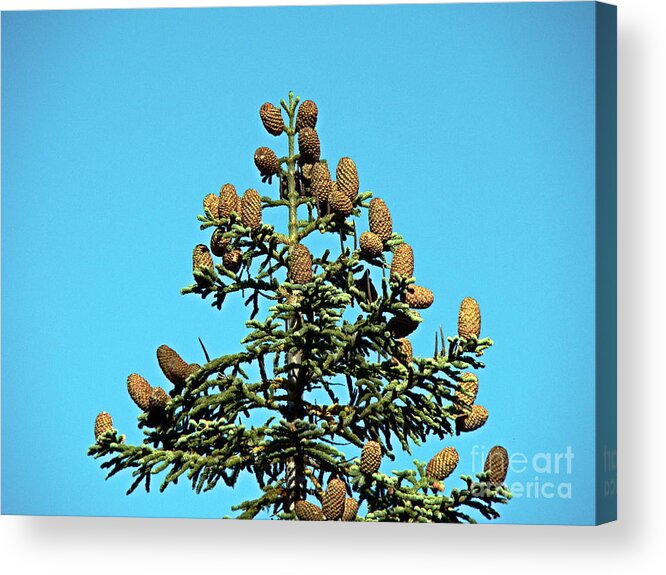 Fir Acrylic Print featuring the photograph Cones by Nick Kloepping