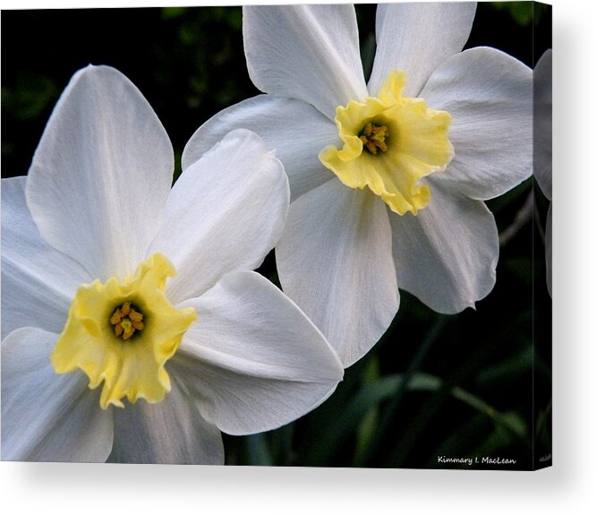 White Acrylic Print featuring the photograph Contemplation by Kimmary MacLean