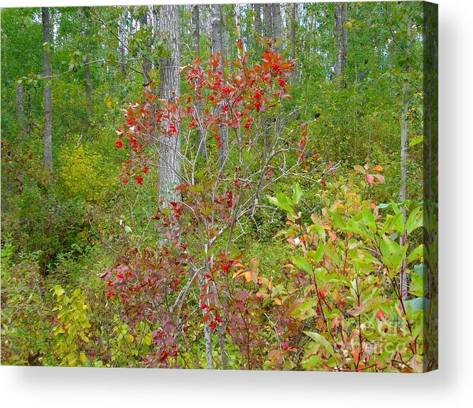 Cranberries Acrylic Print featuring the photograph Cranberries with Early Autumn colors by Jim Sauchyn