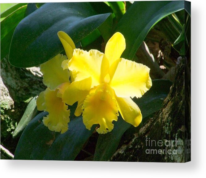 Daffodil Acrylic Print featuring the photograph Daffodils in the Wild by Mary Deal