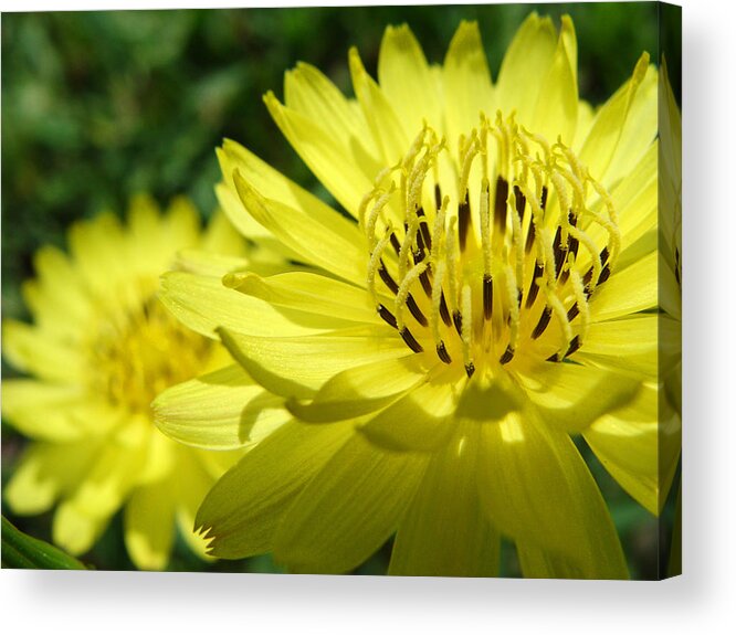 Flower Acrylic Print featuring the photograph Dandelion Shine by Stacy Michelle Smith