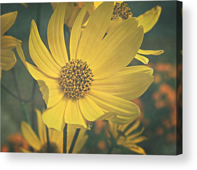 Yellow Acrylic Print featuring the photograph Daydreaming is Free by Robin Dickinson
