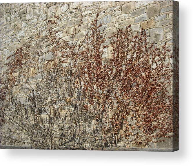 Ennis Acrylic Print featuring the photograph Dead Ivy by Christophe Ennis