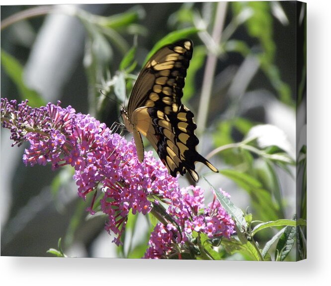 Butterfly Acrylic Print featuring the photograph Delish by Kim Galluzzo