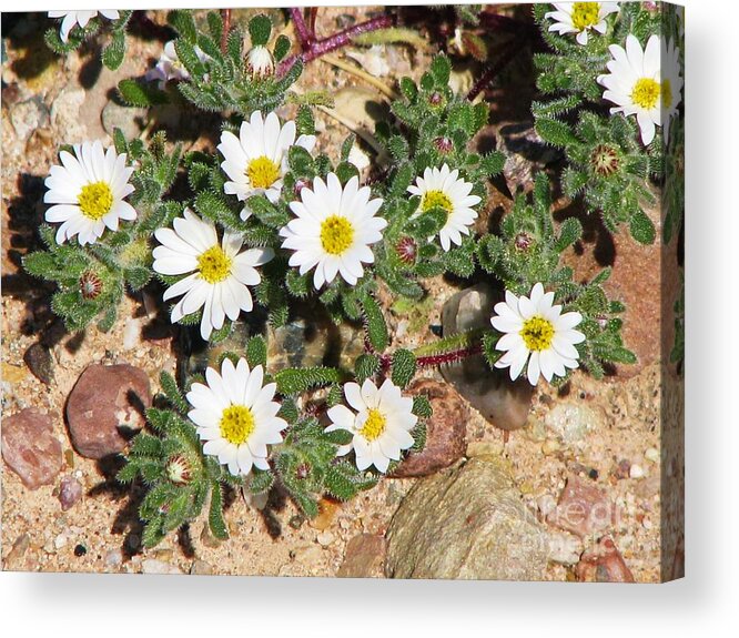 Mojave Desert Wildflower Acrylic Print featuring the photograph Desert Star by Michele Penner