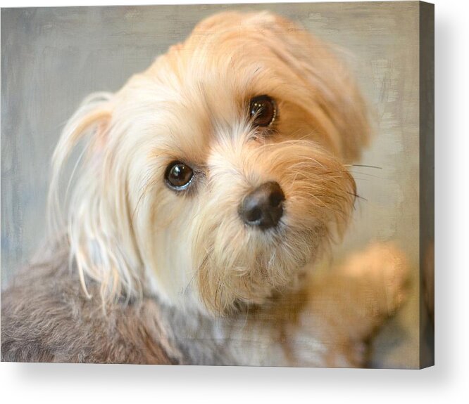 Dog Acrylic Print featuring the photograph Devotion by Fraida Gutovich