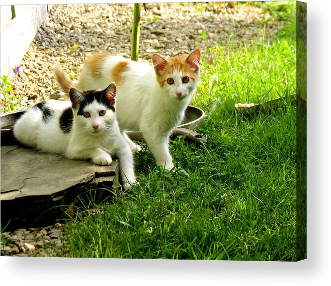 Kittens Acrylic Print featuring the photograph Double Trouble by Azthet Photography